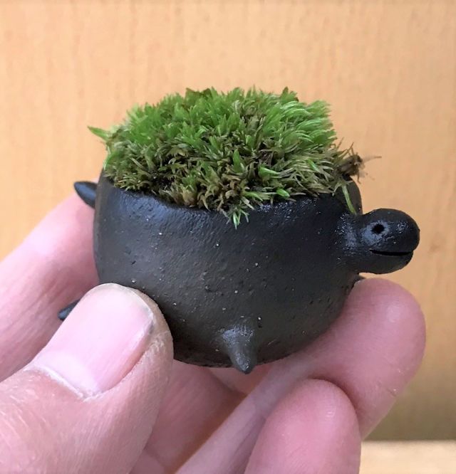 苔盆栽　亀