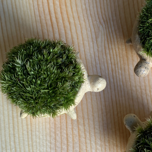 苔盆栽 亀