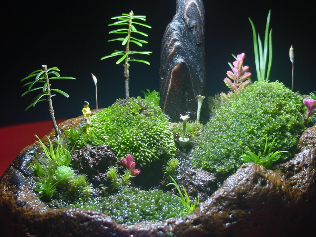 苔盆栽