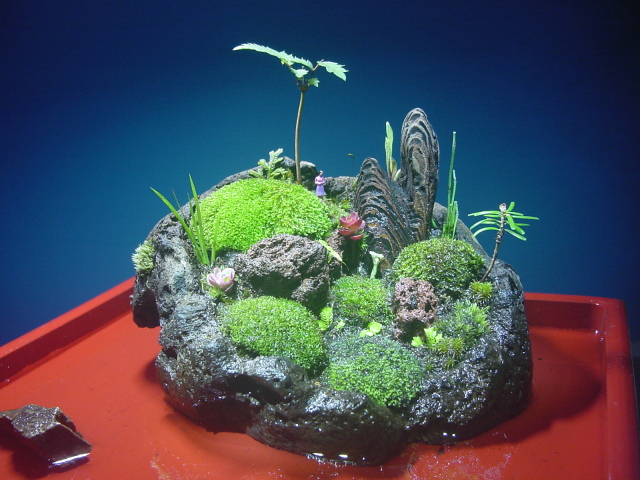 苔盆栽