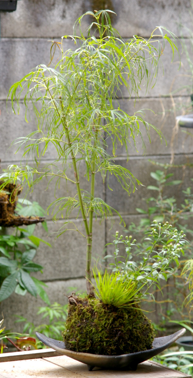 季節の苔玉寄せ植え　メイン