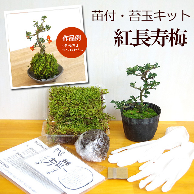 苔玉キット 紅長寿梅