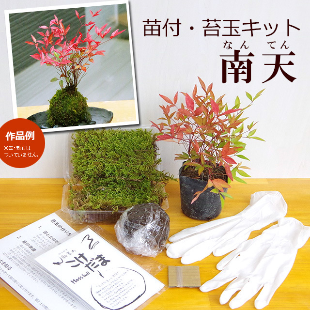 苔玉キット 南天