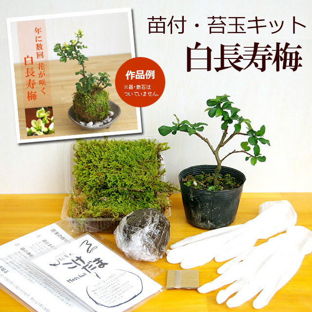 苔玉キット 白長寿梅