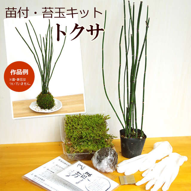 苔玉キット トクサ