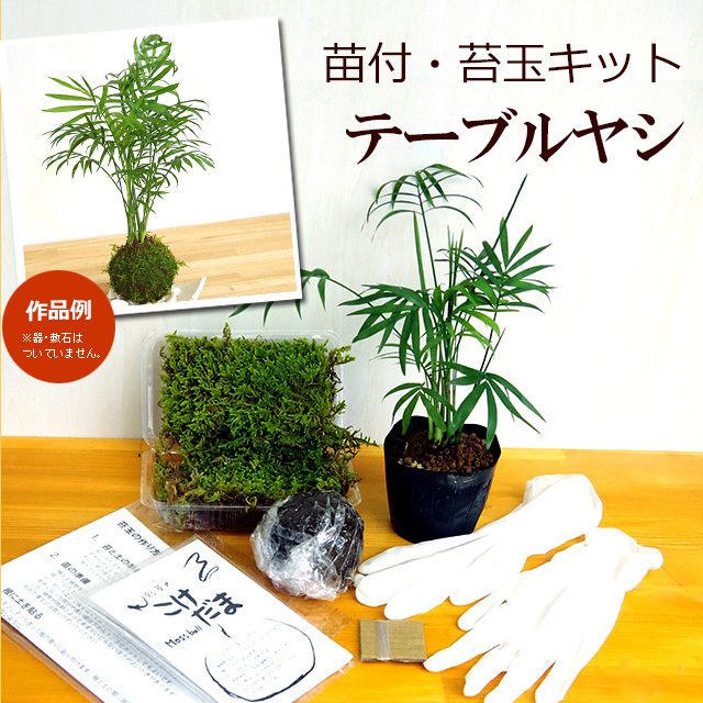 苔玉キット テーブルヤシ