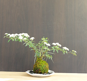 こでまりの苔玉