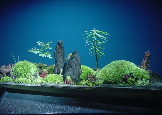 苔盆栽
