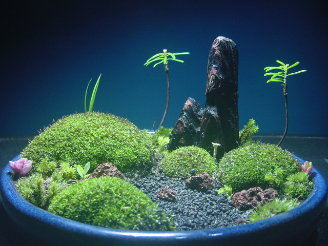 苔盆栽