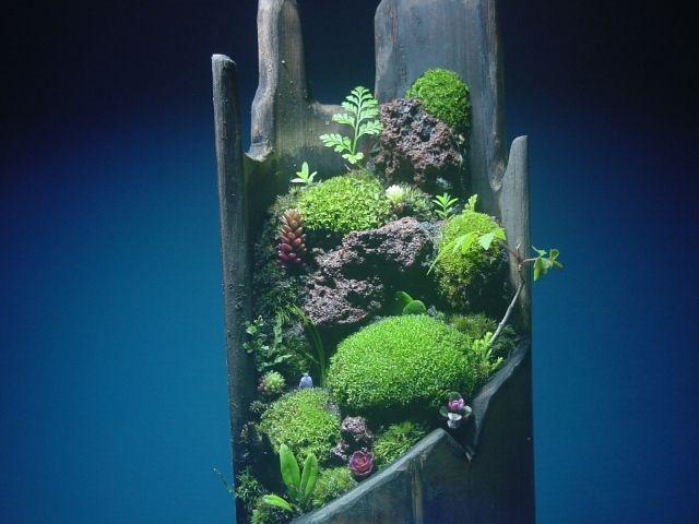 苔盆栽