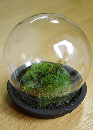 苔盆栽