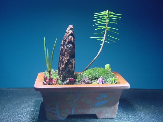 苔盆栽