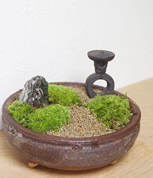 苔盆栽