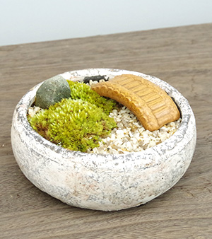苔庭