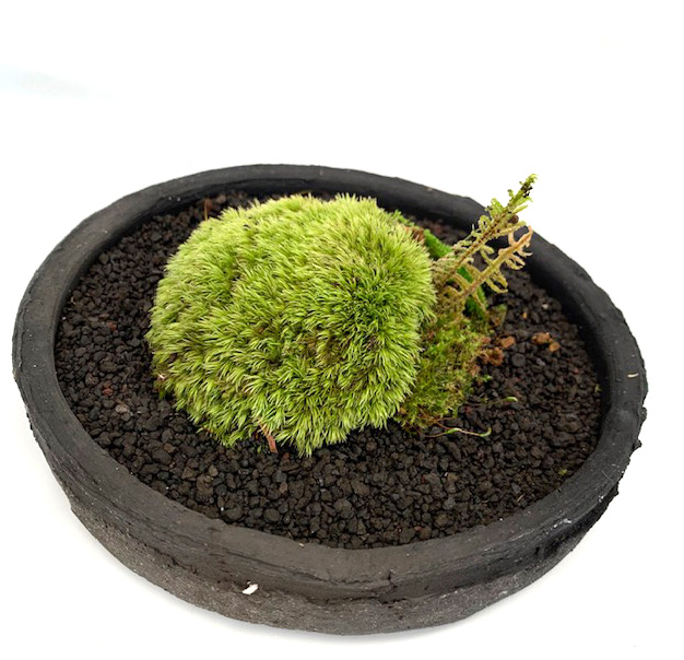 苔盆栽