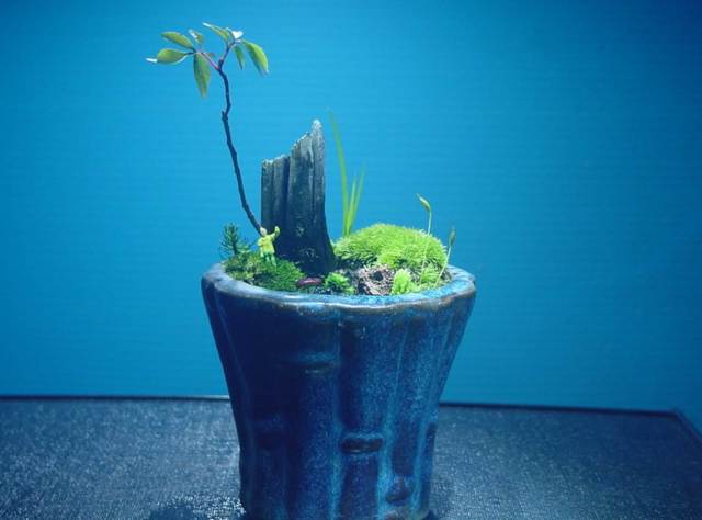 苔盆栽