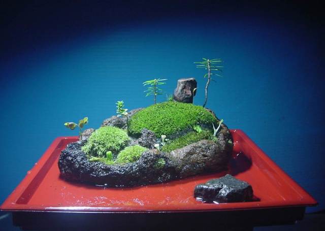 苔盆栽