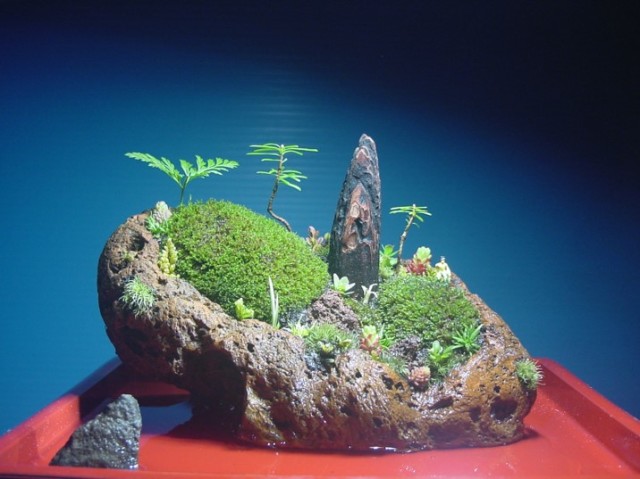 苔盆栽
