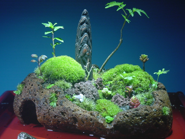苔盆栽