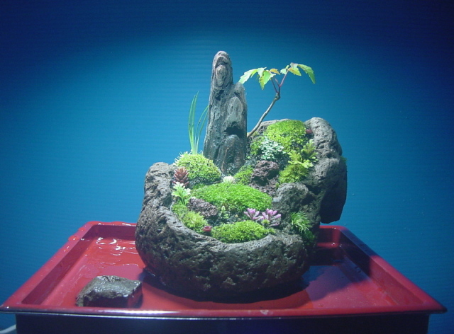 苔盆栽