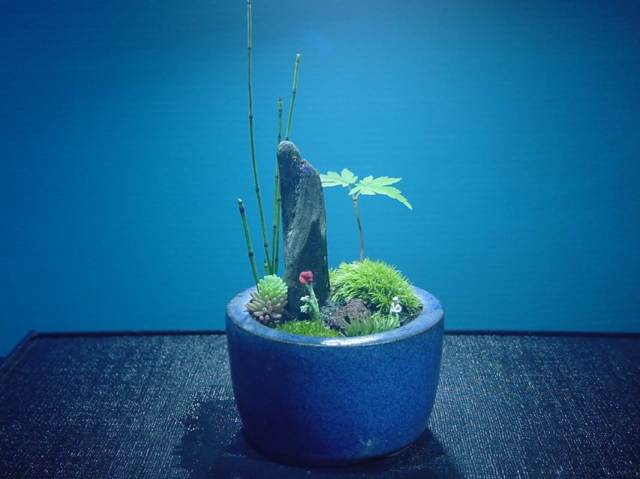 苔盆栽
