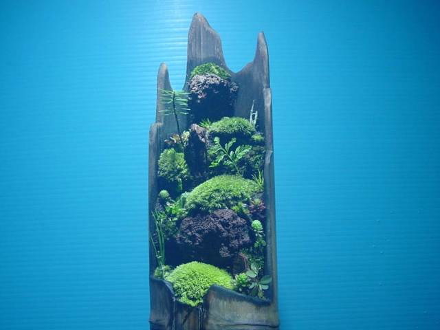 苔盆栽