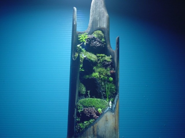 苔盆栽