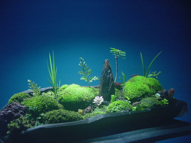 苔盆栽