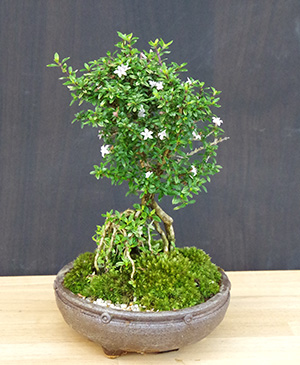 香丁木の盆栽
