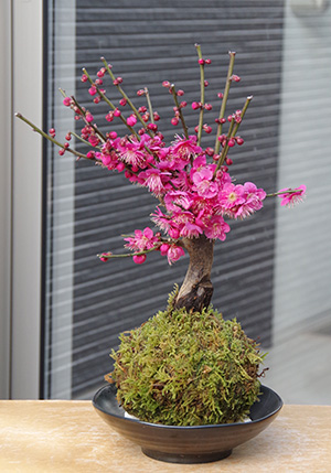 2025年開花終了】端正で香りよい花が人気の梅【紅梅（こうばい