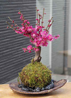 梅の苔玉