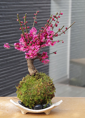 梅の苔玉