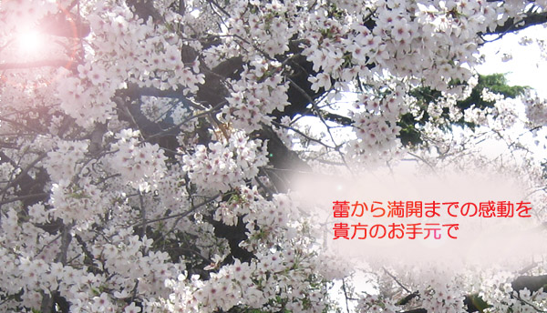 桜の苔玉