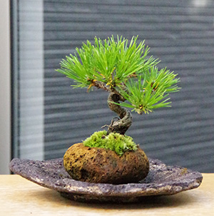 黒松の盆栽