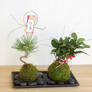長寿梅の苔玉