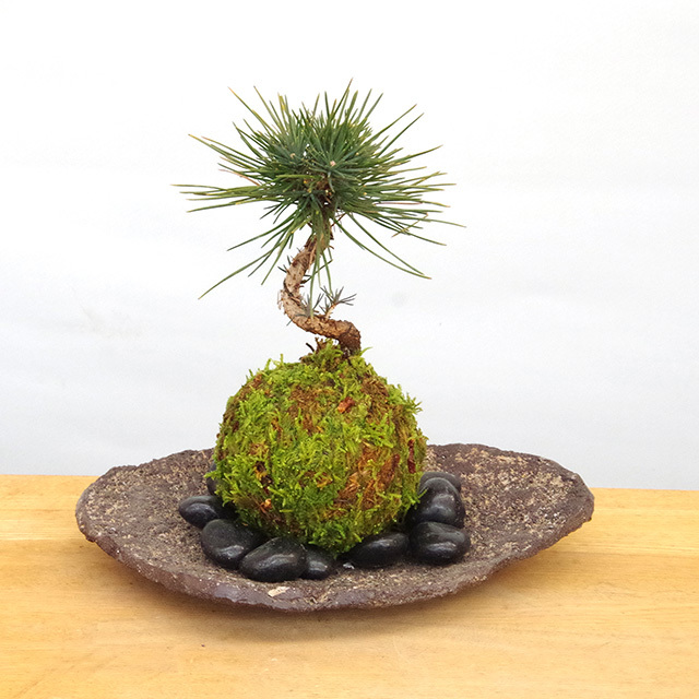 置くだけで温かみを感じるモダンな苔玉 黒松の苔玉 くらま岩器セット