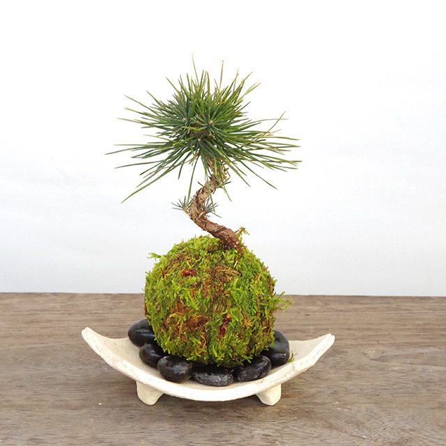 黒松の苔玉