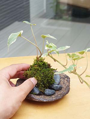 アイビーの苔玉