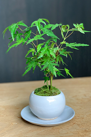 送料無料でお届け！【山紅葉（ヤマモミジ）の盆栽（白陶器鉢