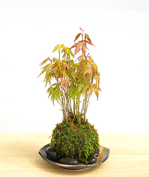 モミジの苔玉