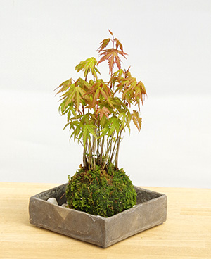 モミジの苔玉