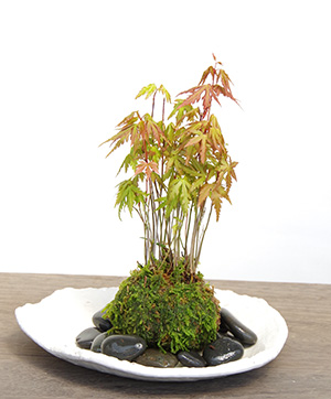 モミジの苔玉