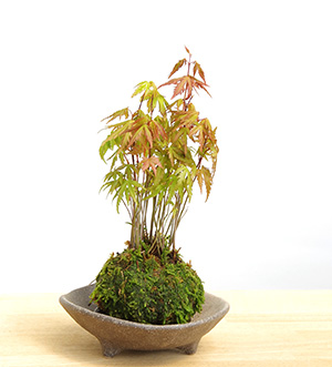 モミジの苔玉