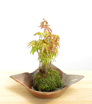 モミジの苔玉