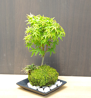モミジの苔玉