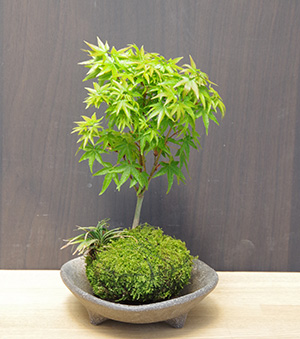 モミジの苔玉