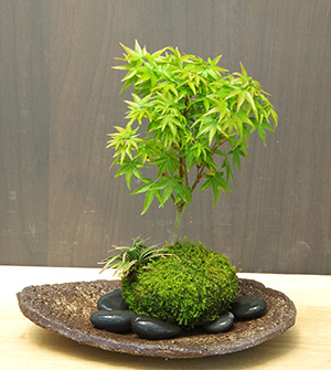 モミジの苔玉