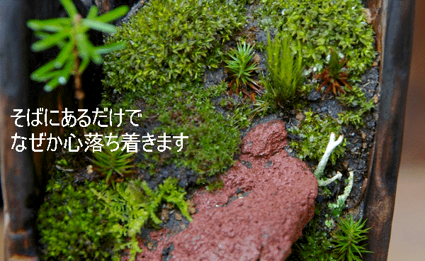 苔盆栽　亀