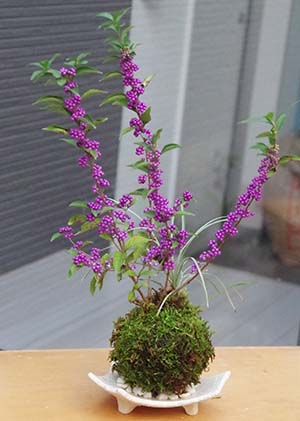 ムラサキシキブの苔玉