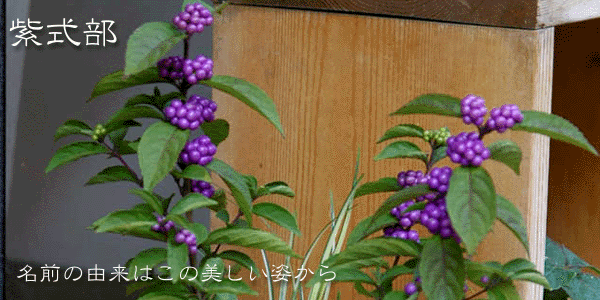 ムラサキシキブの苔玉